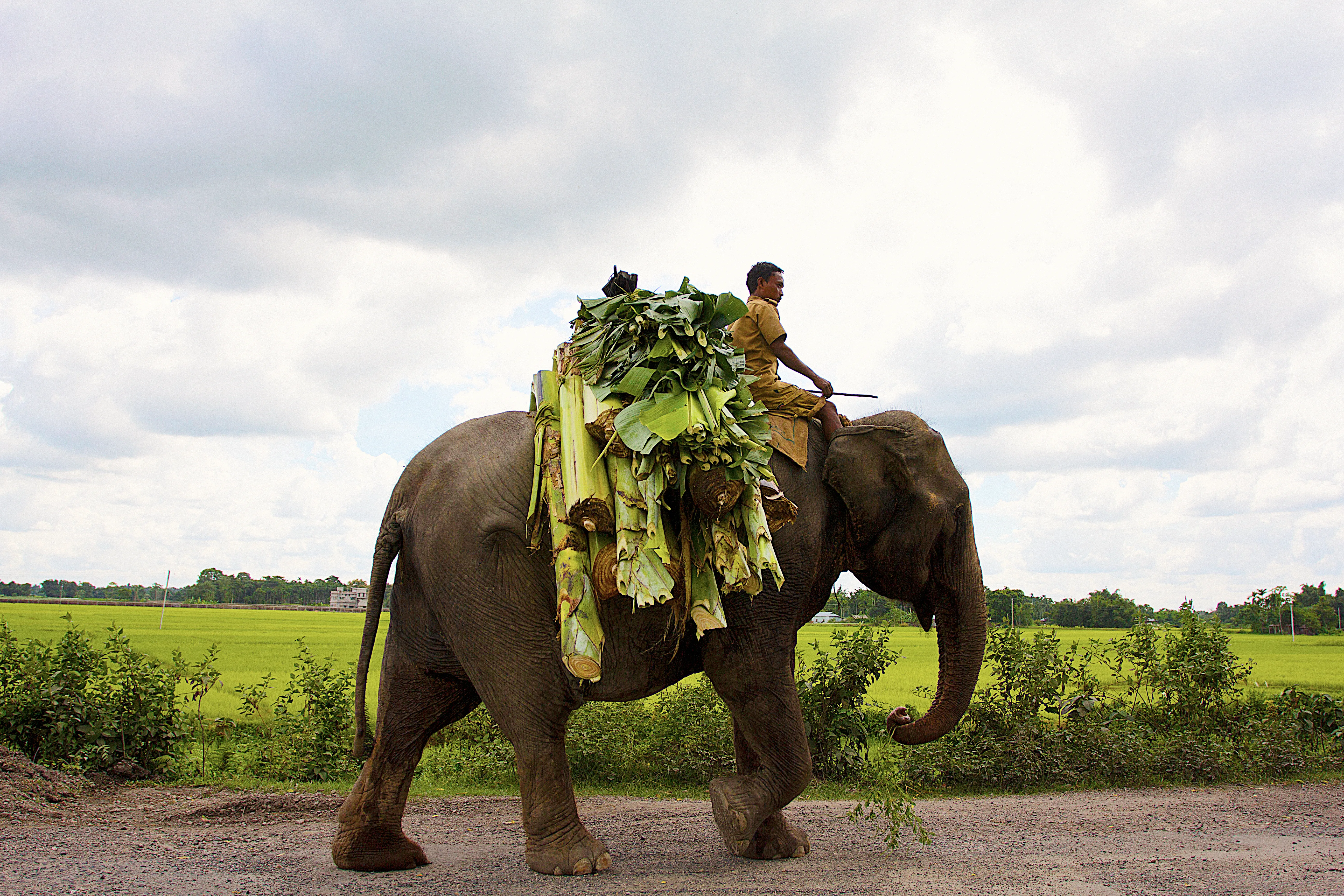Elephant, India
